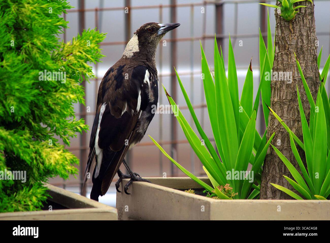 27 dicembre 2021, Sydney, nuovo Galles del Sud, Australia: Australian Magpie (Gymnorhina tibicen) a Sydney, nuovo Galles del Sud, Australia. Il Magpie australiano è bianco e nero, ma il motivo del piumaggio varia a seconda della sua gamma. La sua nuca, la parte superiore della coda e la spalla sono bianche nei maschi e grigie nelle femmine. Il resto del corpo è nero. È originaria dell'Australia e della nuova Guinea meridionale. I Magpies australiani si trovano ovunque ci sia una combinazione di alberi e aree aperte adiacenti, compresi parchi e campi da gioco. Sono assenti solo dalle foreste più dense e dai deserti aridi. (Immagine di credito: © Tara M Foto Stock
