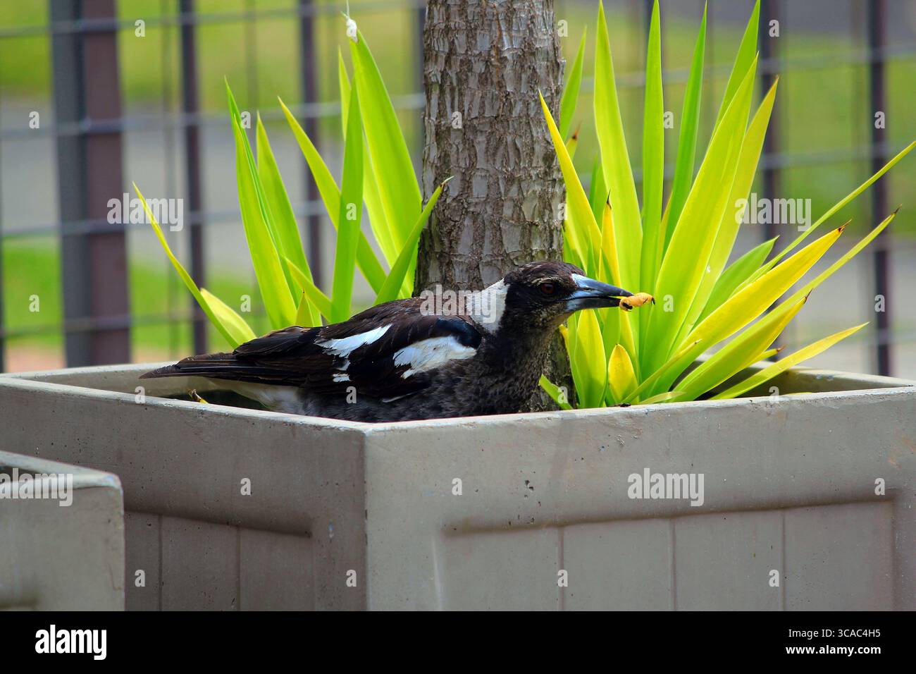 1 novembre 2021, Sydney, nuovo Galles del Sud, Australia: Australian Magpie (Gymnorhina tibicen) trova un insetto a Sydney, nuovo Galles del Sud, Australia. Il Magpie australiano è bianco e nero, ma il motivo del piumaggio varia a seconda della sua gamma. La sua nuca, la parte superiore della coda e la spalla sono bianche nei maschi e grigie nelle femmine. Il resto del corpo è nero. È originaria dell'Australia e della nuova Guinea meridionale. I Magpies australiani si trovano ovunque ci sia una combinazione di alberi e aree aperte adiacenti, compresi parchi e campi da gioco. Sono assenti solo dalle foreste più dense e dai deserti aridi. (Credito Foto Stock