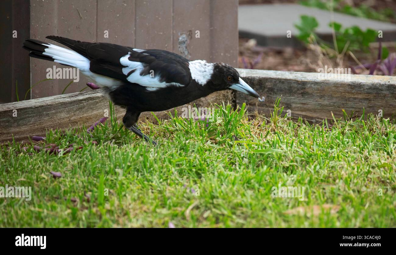 9 febbraio 2022, Sydney, nuovo Galles del Sud, Australia: Australian Magpie (Gymnorhina tibicen) trova un insetto a Sydney, nuovo Galles del Sud, Australia. Il Magpie australiano è bianco e nero, ma il motivo del piumaggio varia a seconda della sua gamma. La sua nuca, la parte superiore della coda e la spalla sono bianche nei maschi e grigie nelle femmine. Il resto del corpo è nero. È originaria dell'Australia e della nuova Guinea meridionale. I Magpies australiani si trovano ovunque ci sia una combinazione di alberi e aree aperte adiacenti, compresi parchi e campi da gioco. Sono assenti solo dalle foreste più dense e dai deserti aridi. (Credito Foto Stock