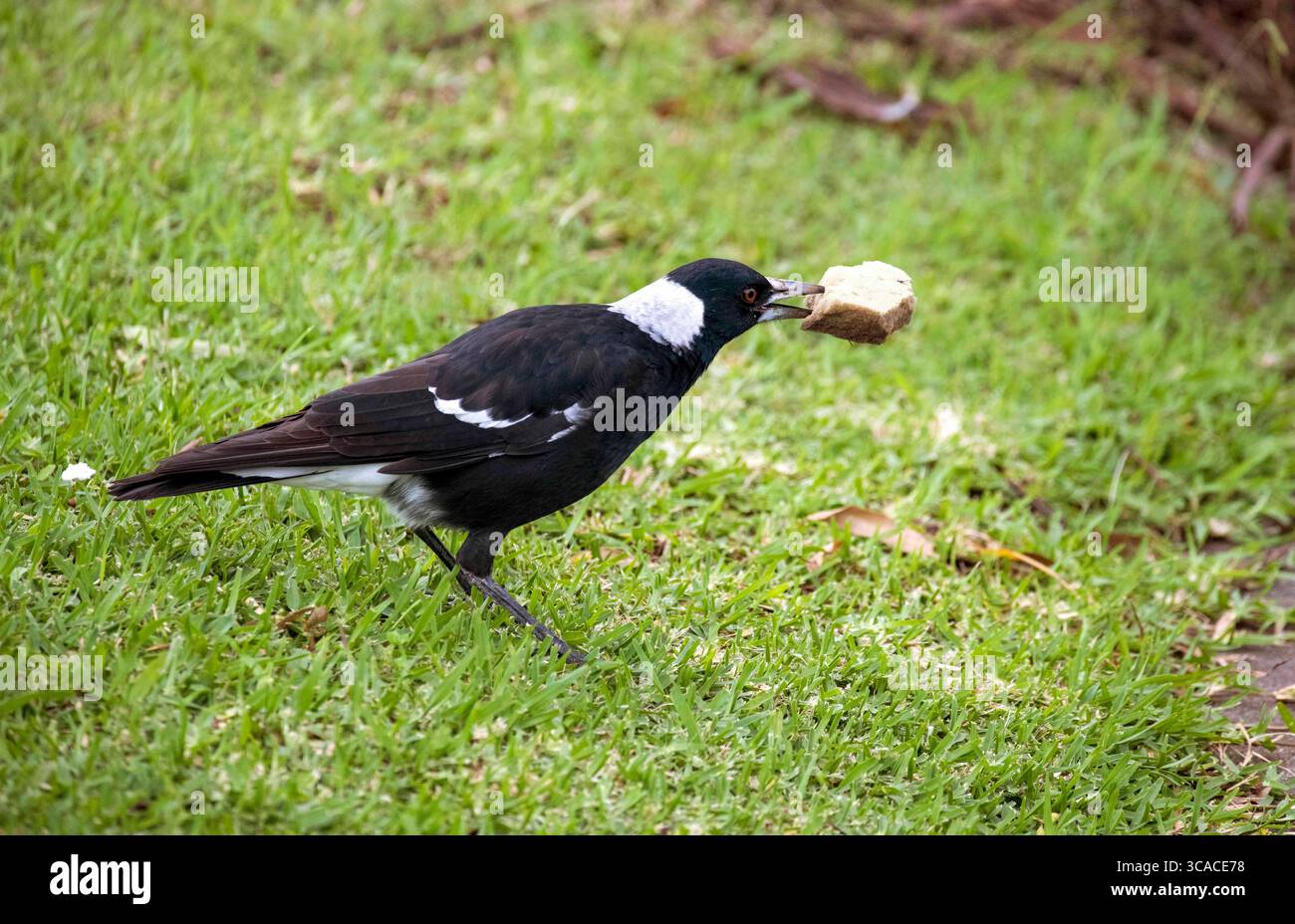 12 aprile 2022, Sydney, nuovo Galles del Sud, Australia: Australian Magpie (Gymnorhina tibicen) gioca con una fetta di cuscino di schiuma sul ciglio della strada a Sydney, nuovo Galles del Sud, Australia. Il Magpie australiano è bianco e nero, ma il motivo del piumaggio varia a seconda della sua gamma. La sua nuca, la parte superiore della coda e la spalla sono bianche nei maschi e grigie nelle femmine. Il resto del corpo è nero. È originaria dell'Australia e della nuova Guinea meridionale. I Magpies australiani si trovano ovunque ci sia una combinazione di alberi e aree aperte adiacenti, compresi parchi e campi da gioco. Sono assenti solo dal più denso Foto Stock