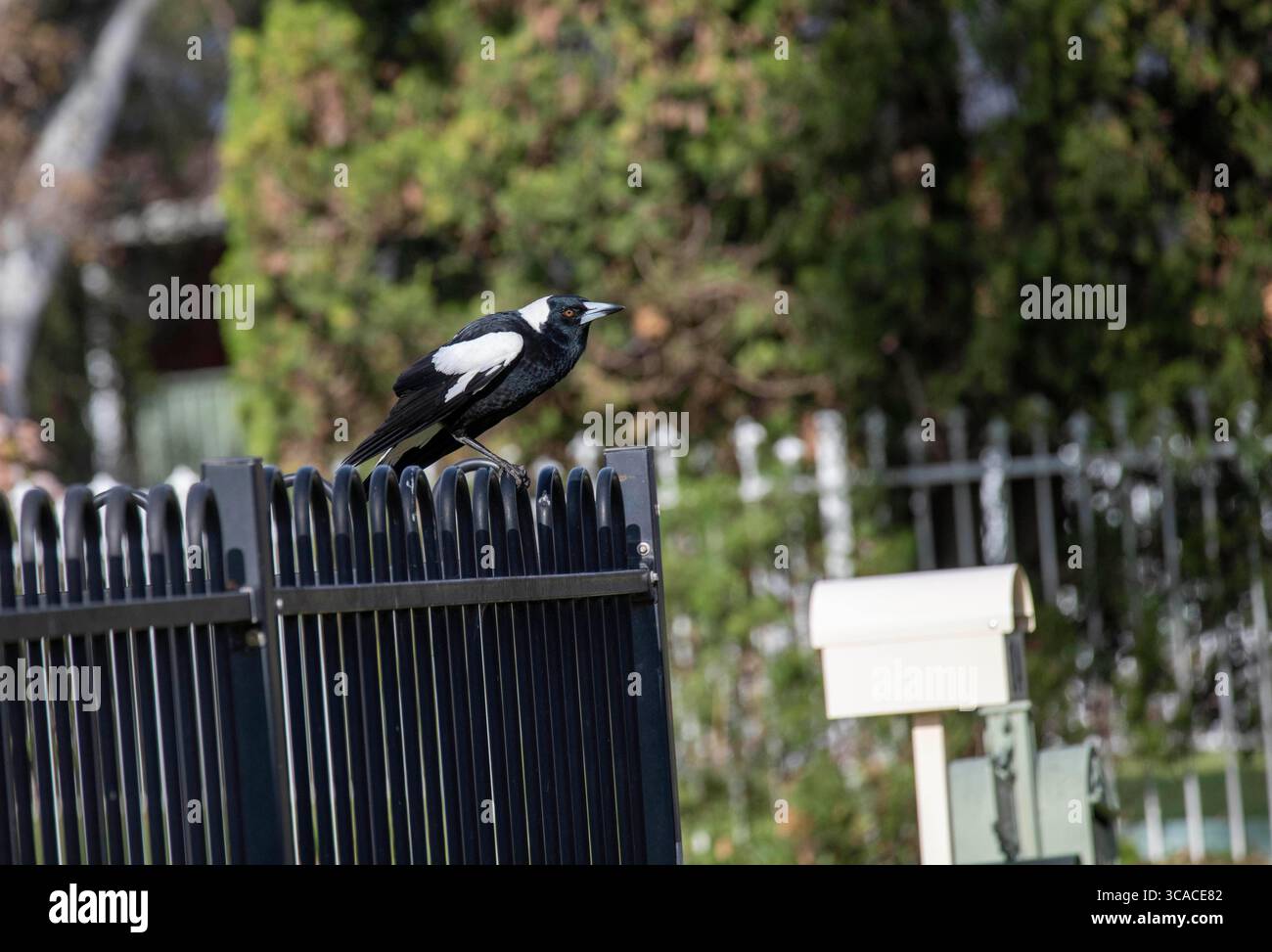 20 agosto 2022, Sydney, nuovo Galles del Sud, Australia: Australian Magpies (Gymnorhina tibicen) appollaiato su una recinzione a Sydney, nuovo Galles del Sud, Australia. Il Magpie australiano è bianco e nero, ma il motivo del piumaggio varia a seconda della sua gamma. La sua nuca, la parte superiore della coda e la spalla sono bianche nei maschi e grigie nelle femmine. Il resto del corpo è nero. È originaria dell'Australia e della nuova Guinea meridionale. I Magpies australiani si trovano ovunque ci sia una combinazione di alberi e aree aperte adiacenti, compresi parchi e campi da gioco. Sono assenti solo dalle foreste più dense e dai deserti aridi. (CRE Foto Stock