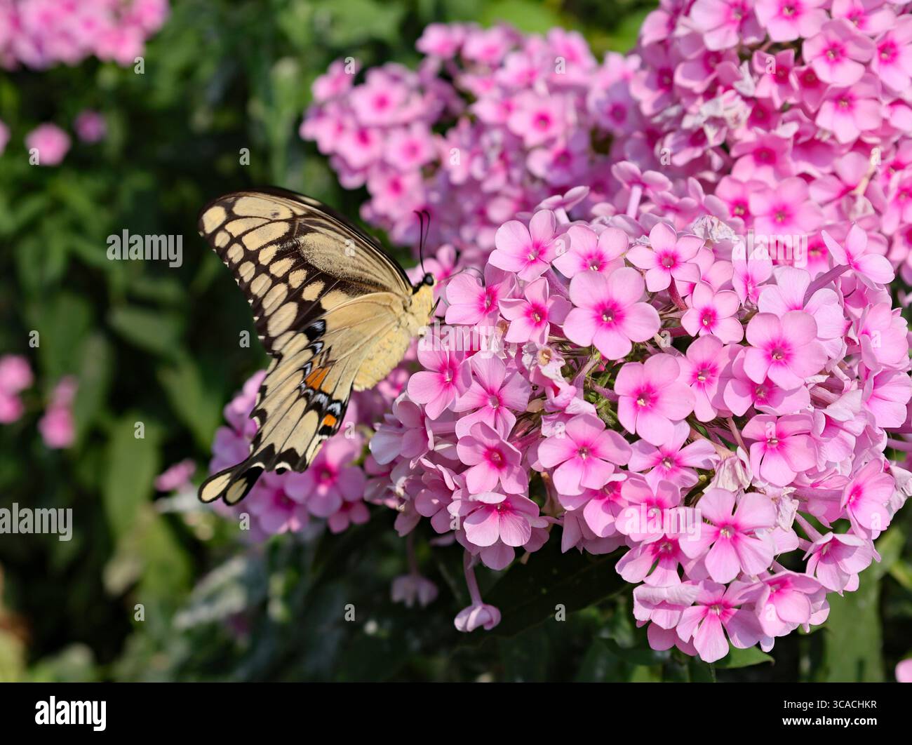 Una grande farfalla a coda di rondine a righe di tigre che si nutre di un fiore phlox Foto Stock