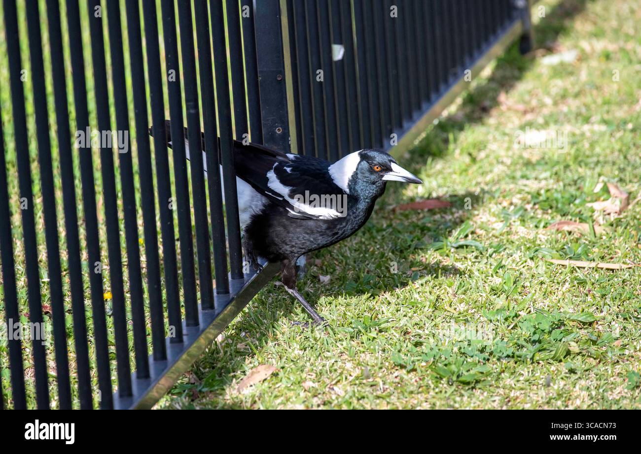 20 agosto 2022, Sydney, nuovo Galles del Sud, Australia: Australian Magpies (Gymnorhina tibicen) appollaiato su una recinzione a Sydney, nuovo Galles del Sud, Australia. Il Magpie australiano è bianco e nero, ma il motivo del piumaggio varia a seconda della sua gamma. La sua nuca, la parte superiore della coda e la spalla sono bianche nei maschi e grigie nelle femmine. Il resto del corpo è nero. È originaria dell'Australia e della nuova Guinea meridionale. I Magpies australiani si trovano ovunque ci sia una combinazione di alberi e aree aperte adiacenti, compresi parchi e campi da gioco. Sono assenti solo dalle foreste più dense e dai deserti aridi. (CRE Foto Stock