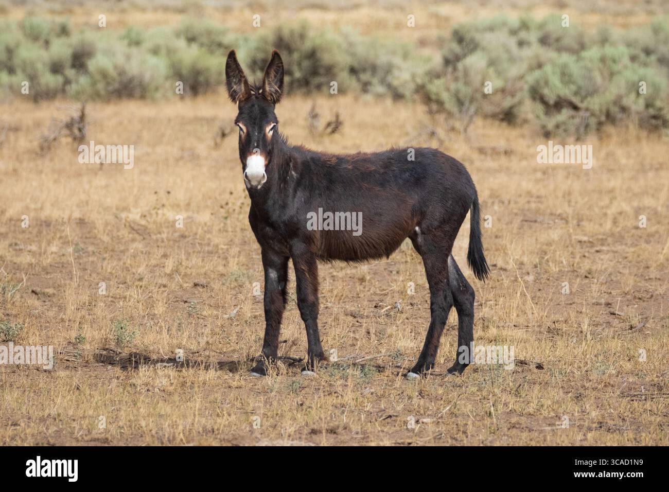 Giovane burro selvatico (Equus asinus) in allerta nelle aride pianure di Smoke Creek Desert, Lassen County, California. Foto Stock