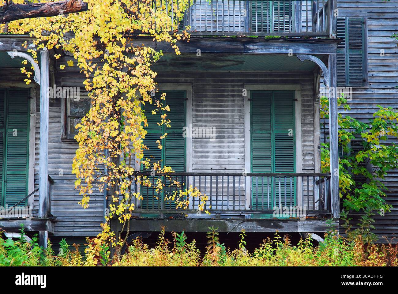 Alberi, cespugli e fogliame sono cresciuti in una spaventosa casa abbandonata a Bennington, Vermont Foto Stock