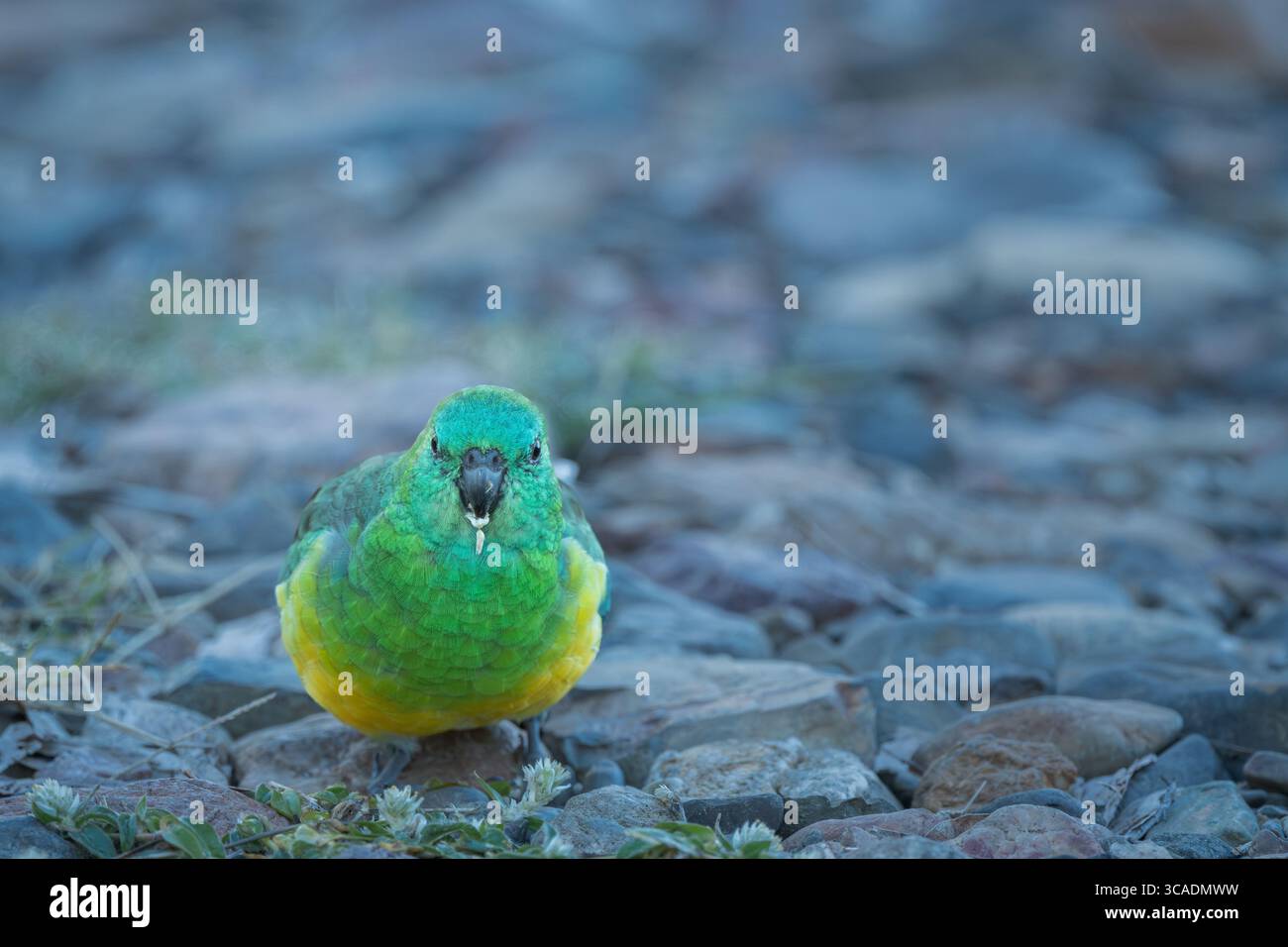 Un singolo pappagallo maschio dalle rugole rosse che si fa strada lungo un letto del fiume stoney, nutrendosi di semi di fiori d'erba lungo il fiume Gwydir, nel nuovo Galles del Sud. Foto Stock
