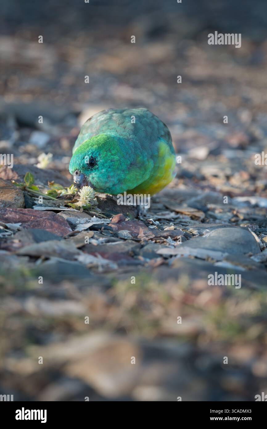 Un singolo pappagallo maschio dalle rugole rosse che si fa strada lungo un letto del fiume stoney, nutrendosi di semi di fiori d'erba lungo il fiume Gwydir, nel nuovo Galles del Sud. Foto Stock