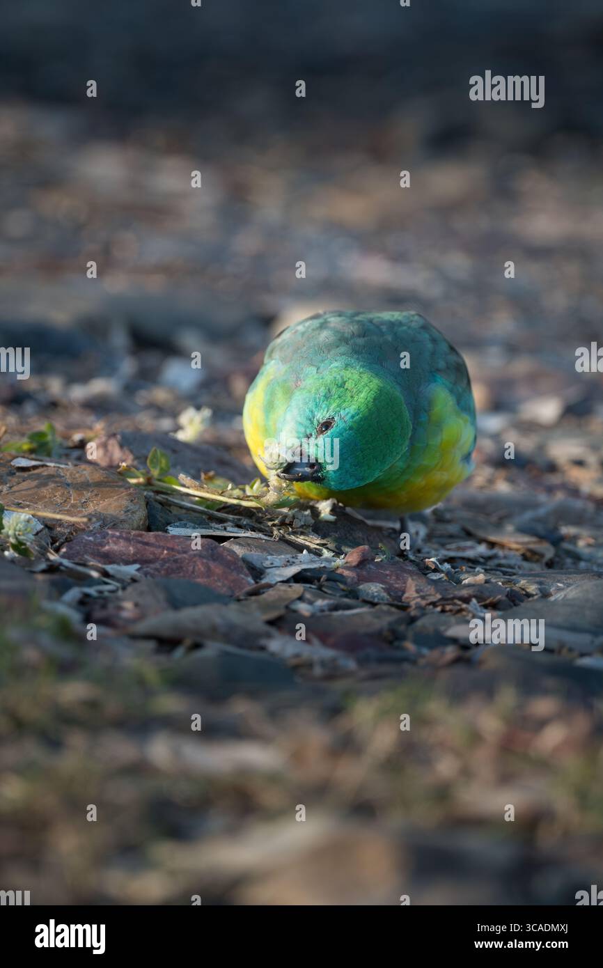 Un singolo pappagallo maschio dalle rugole rosse che si fa strada lungo un letto del fiume stoney, nutrendosi di semi di fiori d'erba lungo il fiume Gwydir, nel nuovo Galles del Sud. Foto Stock