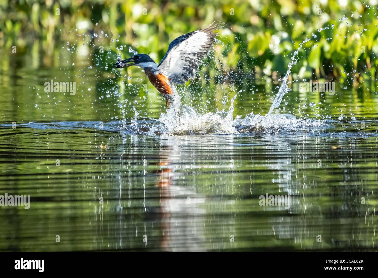 Il Kingfisher verde (Chloroceryle americana) cattura pesci nel Pantanal brasiliano Foto Stock