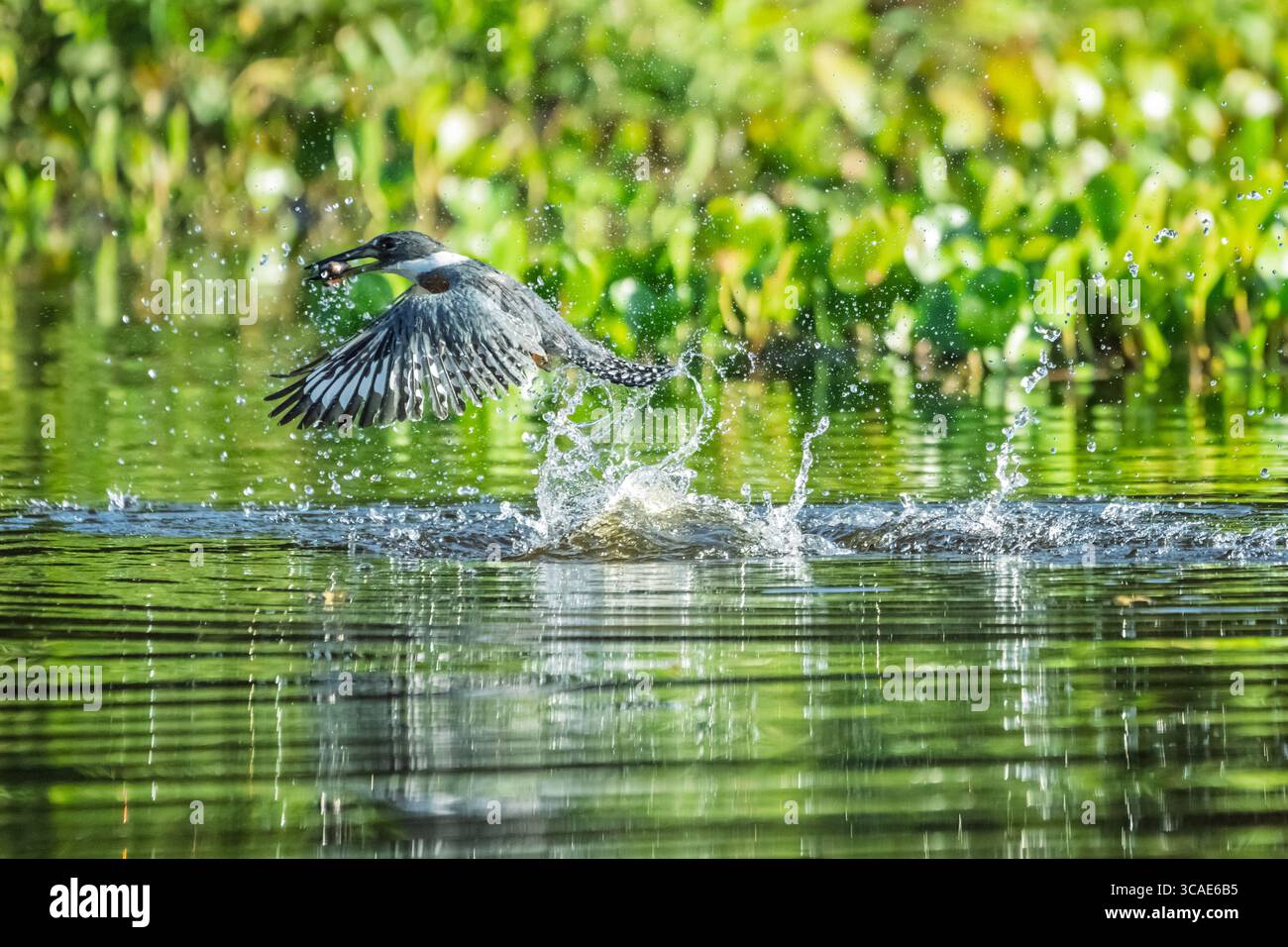 Il Kingfisher verde (Chloroceryle americana) cattura pesci nel Pantanal brasiliano Foto Stock