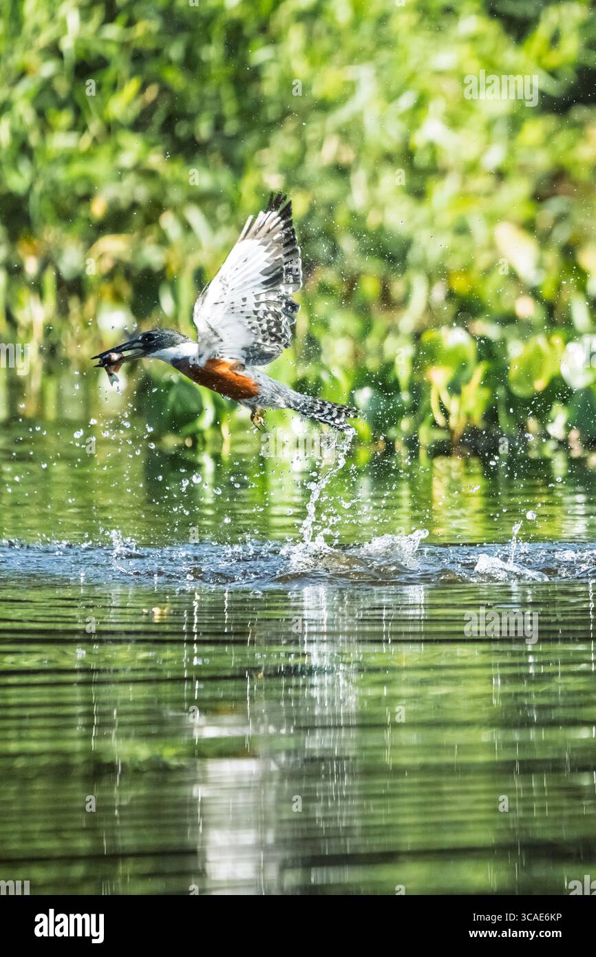 Il Kingfisher verde (Chloroceryle americana) cattura pesci nel Pantanal brasiliano Foto Stock