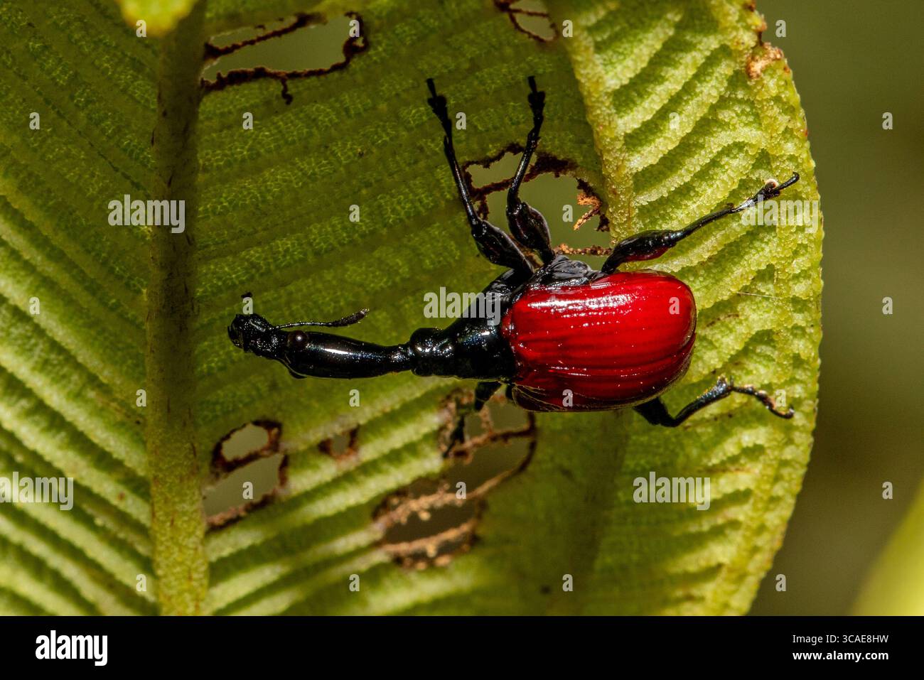 Weevil dal Madagascar con il collo di giraffa Foto Stock
