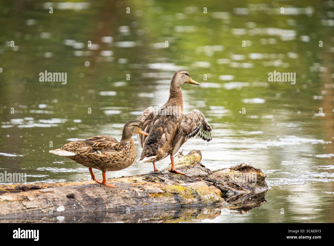 Una femmina Mallard Duck che batte le ali su un tronco al Whitaker Ponds Nature Park di Portland, Oregon Foto Stock