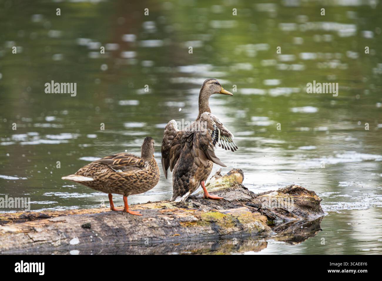 Una femmina Mallard Duck che batte le ali su un tronco al Whitaker Ponds Nature Park di Portland, Oregon Foto Stock