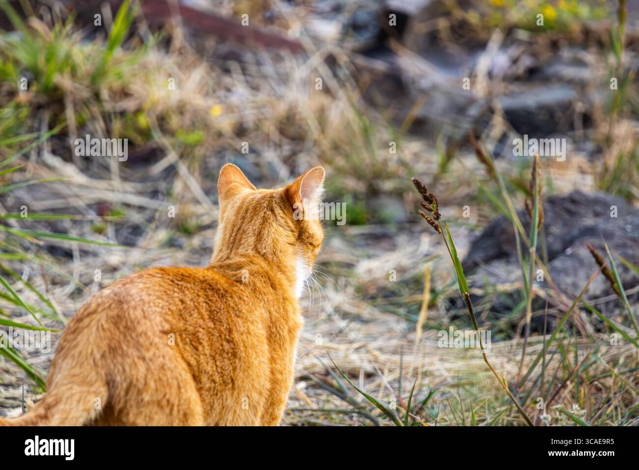 Un gatto arancione che cammina attraverso un fosso asciutto in cerca di preda Foto Stock