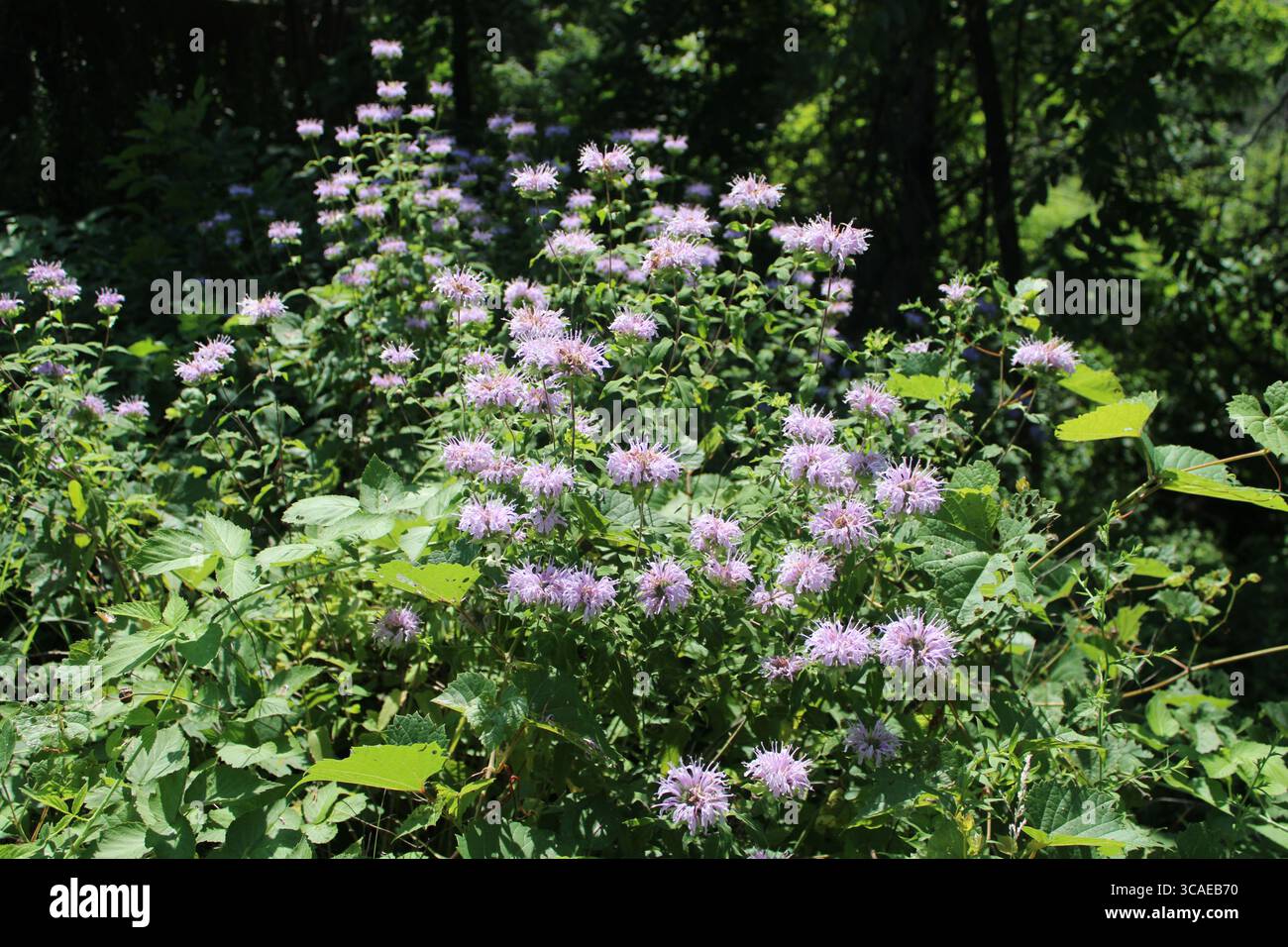 Un gran numero di bergamotto selvatici fiorisce al Watersmeet Woods a Glenview, Illinoi Foto Stock