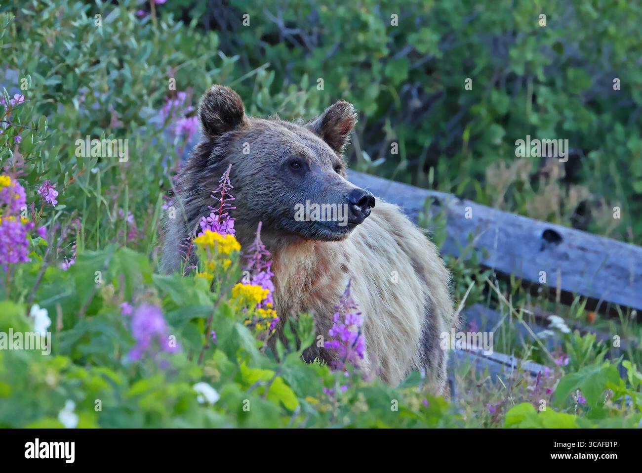 Orso Grizzly nella foresta, parco nazionale di Yellowstone, Stati Uniti Foto Stock