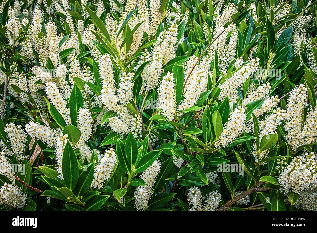 l'alloro di ciliegio fiorisce in primavera Foto Stock