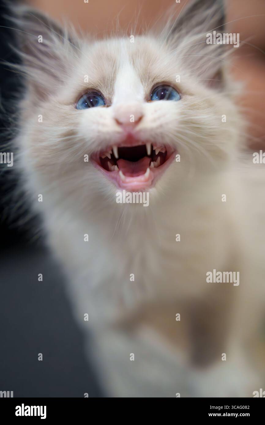 Fuji, il gattino giocoso, mostra piccoli denti affilati con un'espressione a bocca aperta, i suoi occhi azzurri pieni di energia e malvagità. Foto Stock