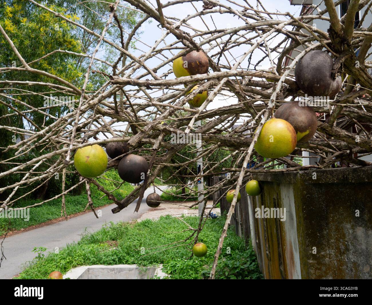 Frutta gialla sul ramo nudo. Foto Stock
