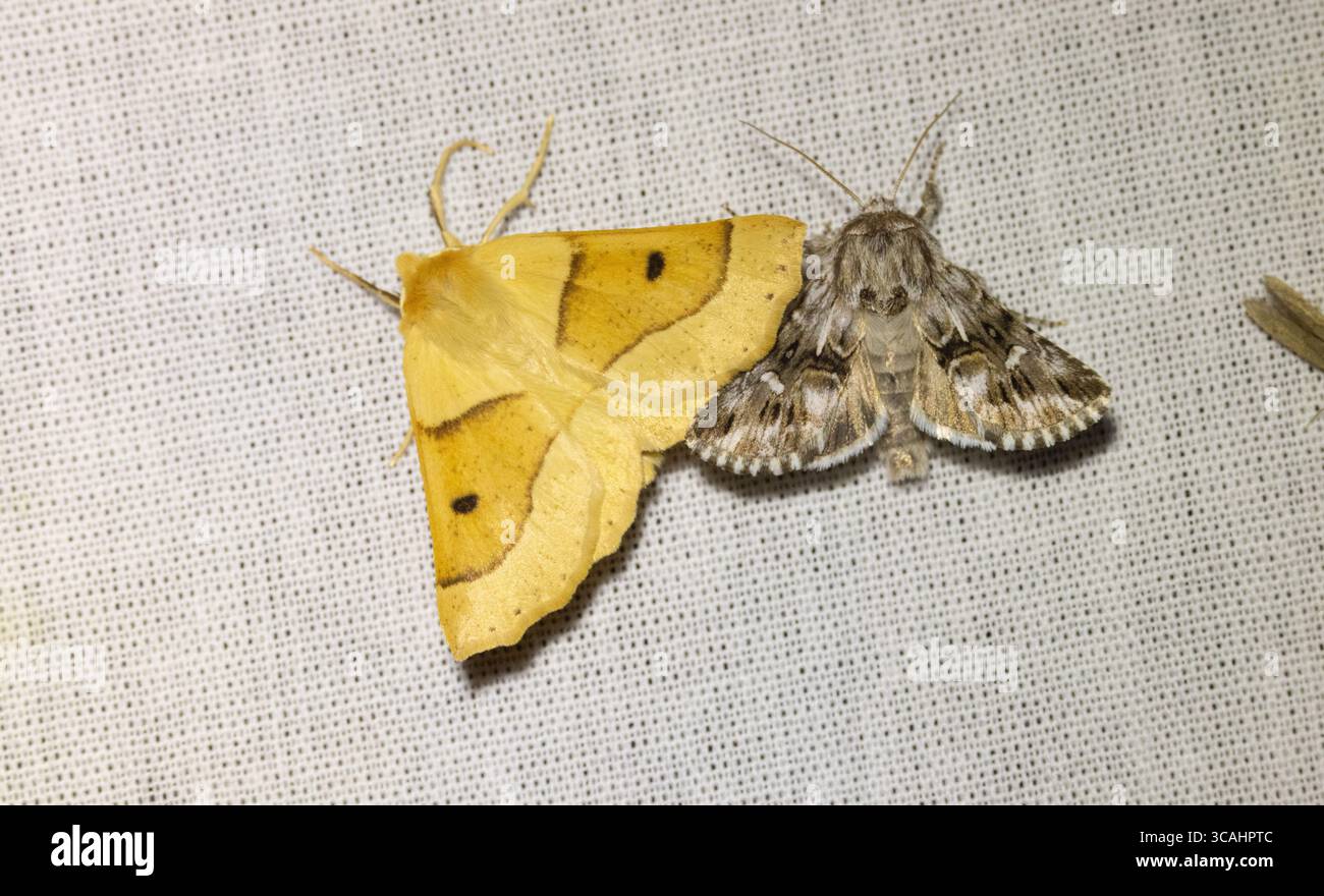 Imagos di Calophasia lunula e Crocallis elinguaria Foto Stock