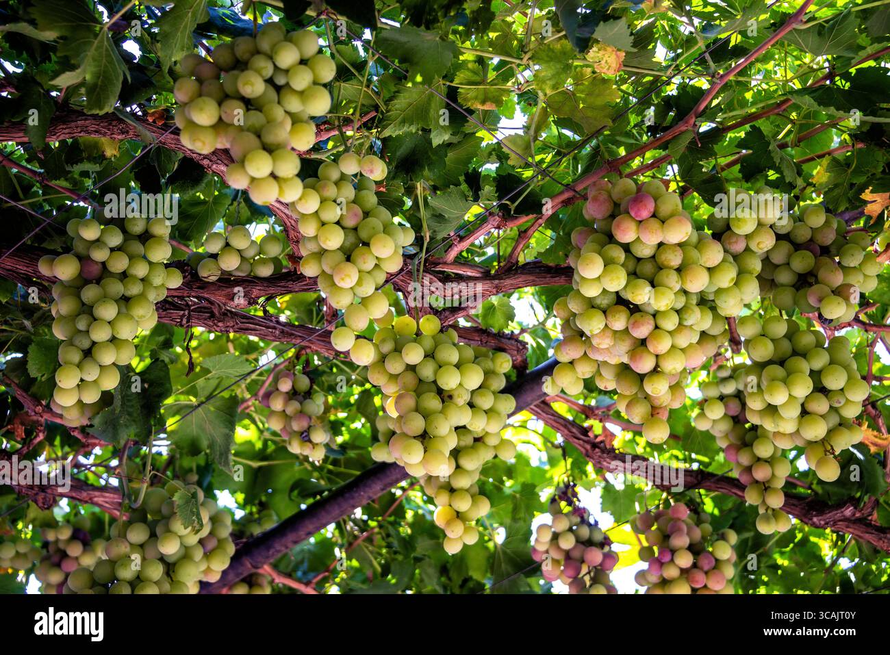 Uva deliziosa che cresce su una vite a Cipro Foto Stock