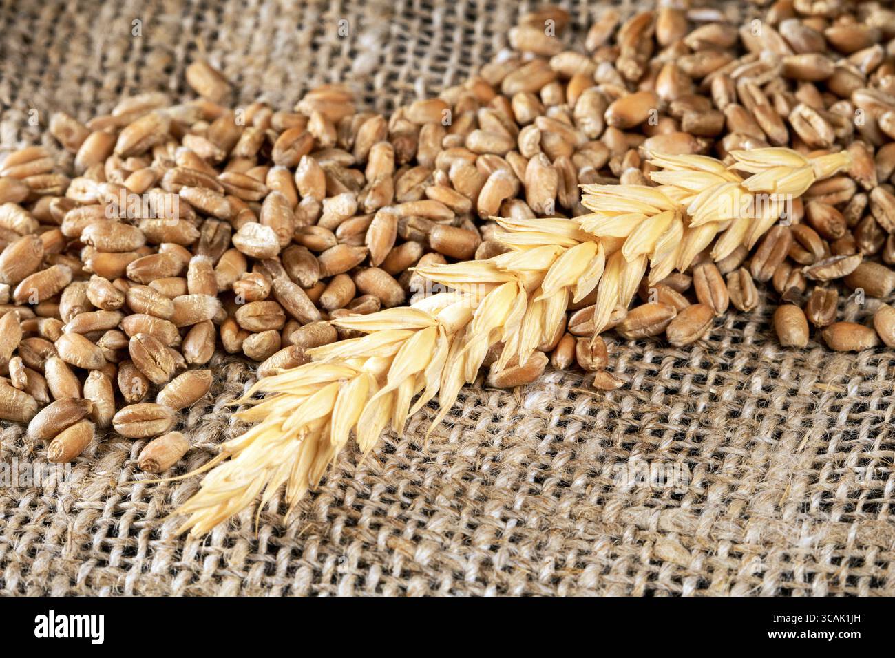 Questo incredibile primo piano cattura gli intricati dettagli dei grani e delle orecchie di grano dorato su uno sfondo rustico e burlap, che mostra il boun della natura Foto Stock