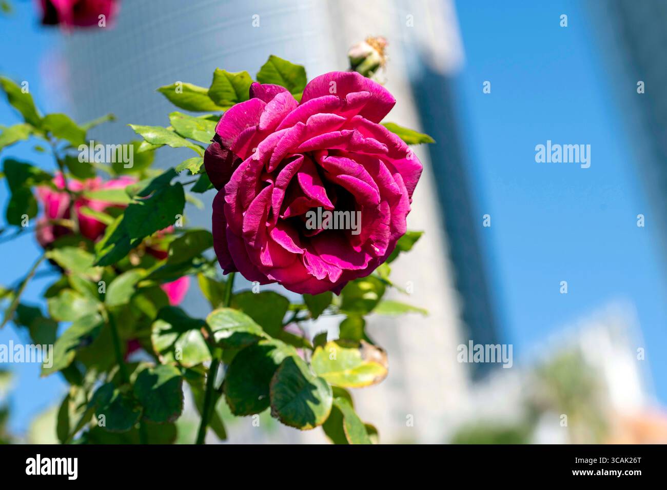 10 giugno 2023, Sydney, nuovo Galles del Sud, Australia: Gipsy Boy Rose al Royal Botanic Garden di Sydney, nuovo Galles del Sud, Australia. Gipsy Boy produce ammassi di fiori rossi profondi che maturano fino al viola. I fiori sono di medie dimensioni e doppi nella forma, con un delicato profumo. (Immagine di credito: © Tara Malhotra/ZUMA Press Wire) Foto Stock