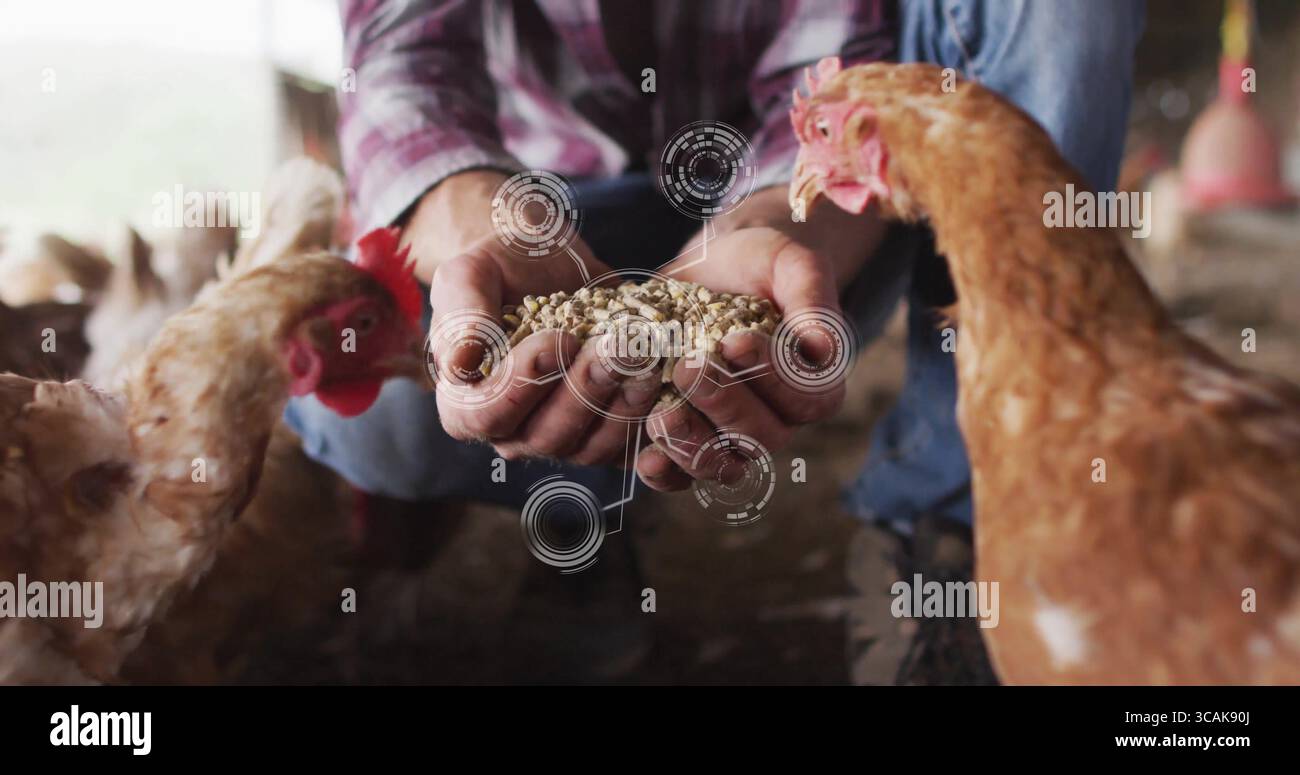 Allevatore accovacciato in camicia rossa che offre alimentazione per pollame alle galline brune in culla, con mascherina digitale Foto Stock