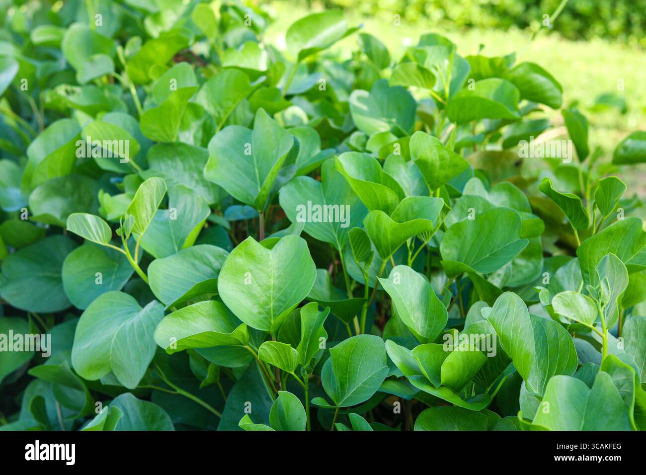 Denso gruppo di foglie verdi di gloria mattutina sulla spiaggia (Daun Tapak Kuda), una pianta tropicale che spesso si trova a crescere lungo le coste sabbiose. Foto Stock