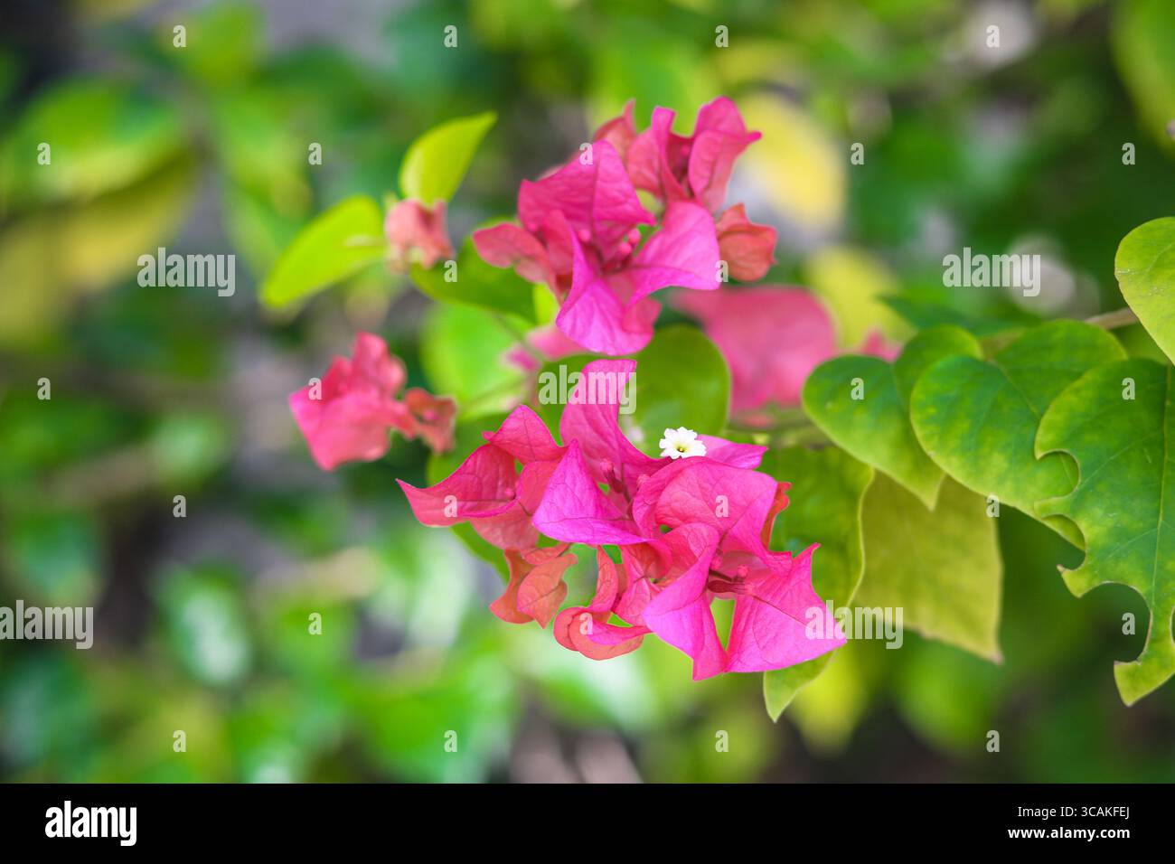 Fiori di bouganville rosa brillante (Bunga Bougenville) in piena fioritura, con delicati centri bianchi e lussureggianti foglie verdi sullo sfondo. Foto Stock