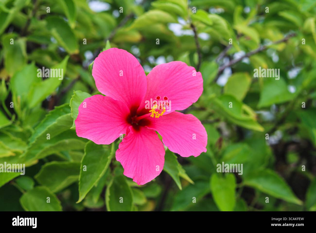Primo piano di un fiore di ibisco rosa (kembang sepatu hibiscus) in piena fioritura, con foglie verdi lussureggianti sullo sfondo. Foto Stock