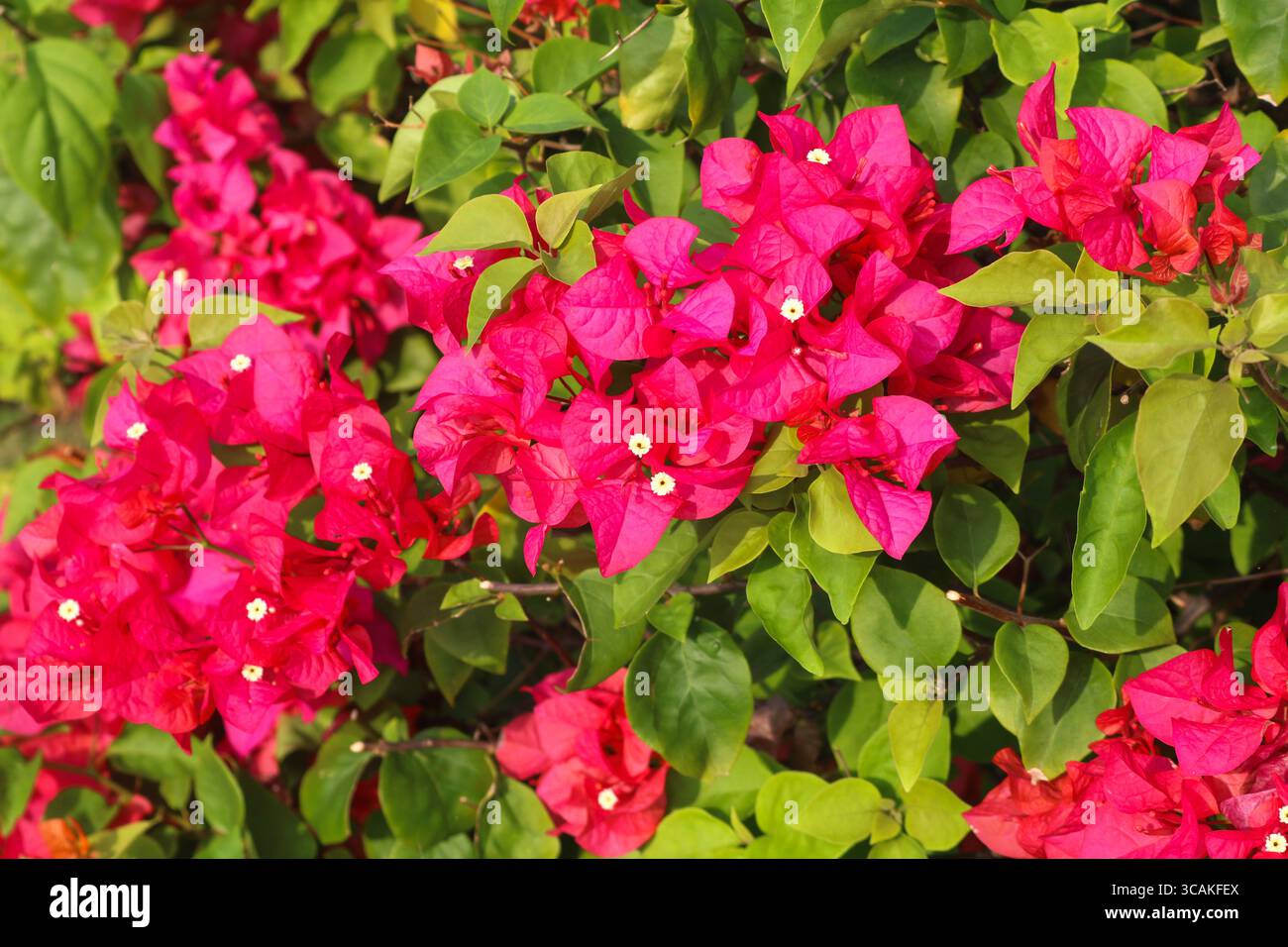La vivace bouganville rosa magenta fiorisce con foglie verdi fresche, che sfoggiano un ricco colore tropicale e una bellezza naturale sotto il sole. Foto Stock