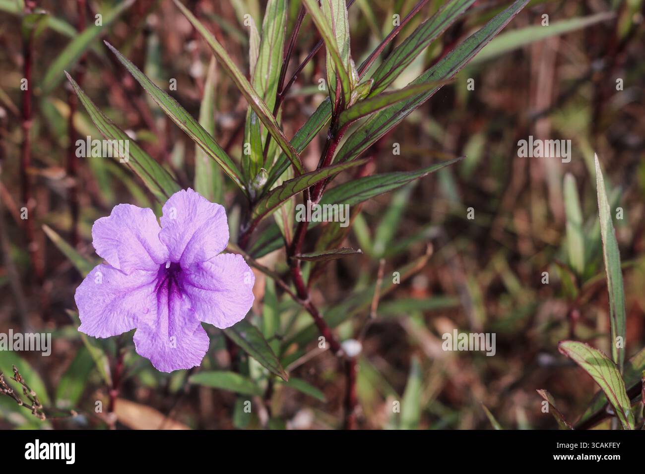 Un fiore selvatico di Ruellia viola che fiorisce nell'erba naturale, comunemente presente nei giardini tropicali e nei campi lungo la strada in Indonesia. Foto Stock