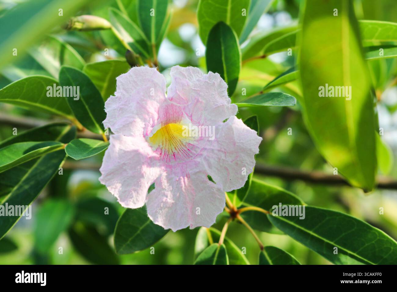 Primo piano di un morbido fiore rosa di Tabebuia rosea con un centro giallo, che fiorisce delicatamente alla luce del sole contro foglie verdi lussureggianti. Foto Stock