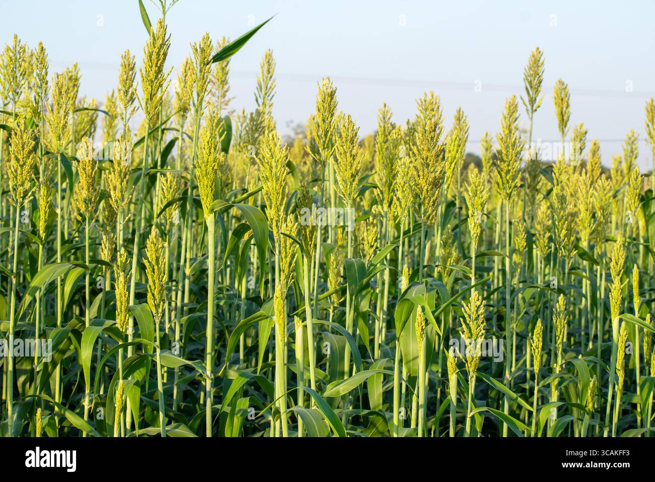 Closeup di grano di Jowar (Sorgo) raccolto. Foto Stock