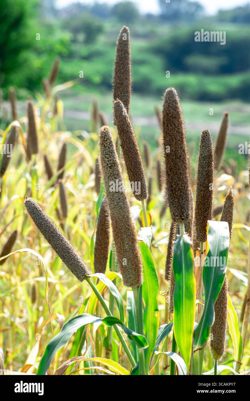 Miglio perlato (Pennisetum glaucum) o pianta verde Bajra in una fattoria Foto Stock