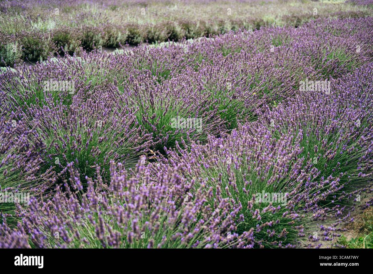 Vista a basso angolo delle boccole aromatiche di lavanda disposte su file orizzontali strutturate su un campo coltivato. Aromaterapia, salute mentale, olistica Foto Stock