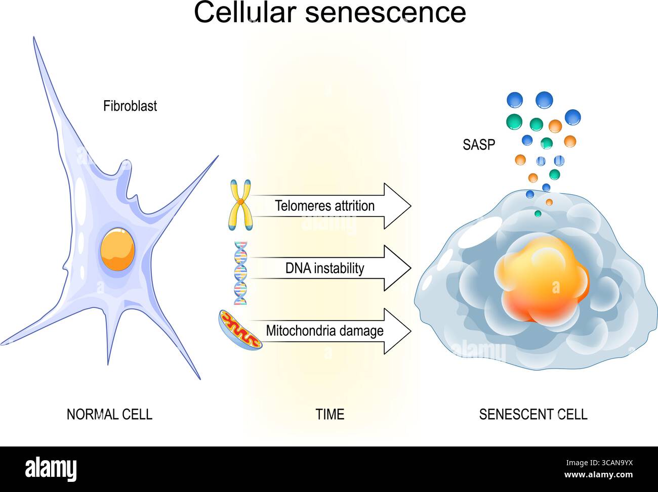 Processo di senescenza cellulare. Fibroblasti normali e cellule senescenti. Segni di invecchiamento: SASP, instabilità del DNA, danno mitocondrico e logoramento dei telomeri Illustrazione Vettoriale