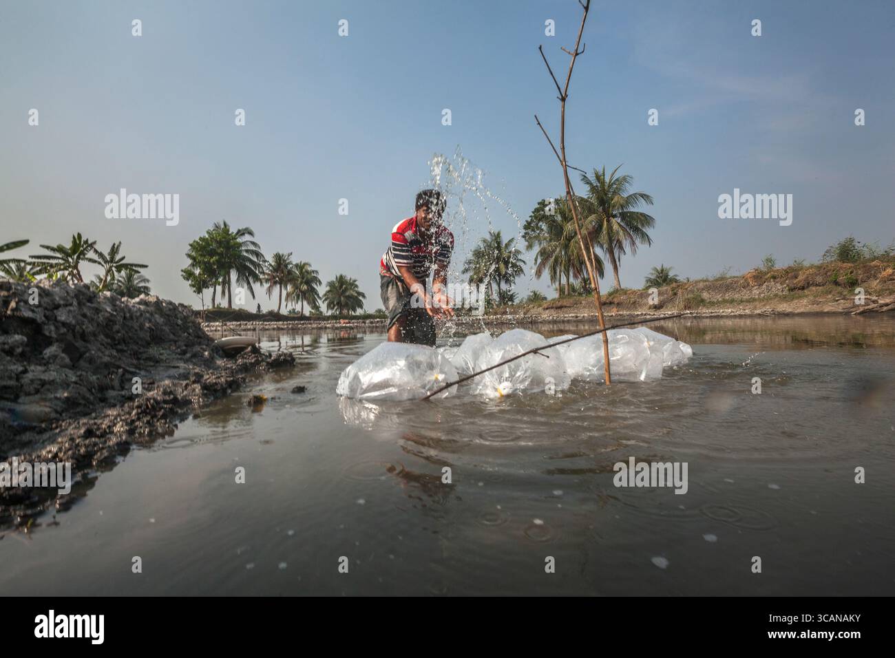 Un marito e una moglie nutrono diligentemente il loro laghetto di gamberi tigre neri, un passo cruciale per il loro sostentamento in acquacoltura. Foto Stock