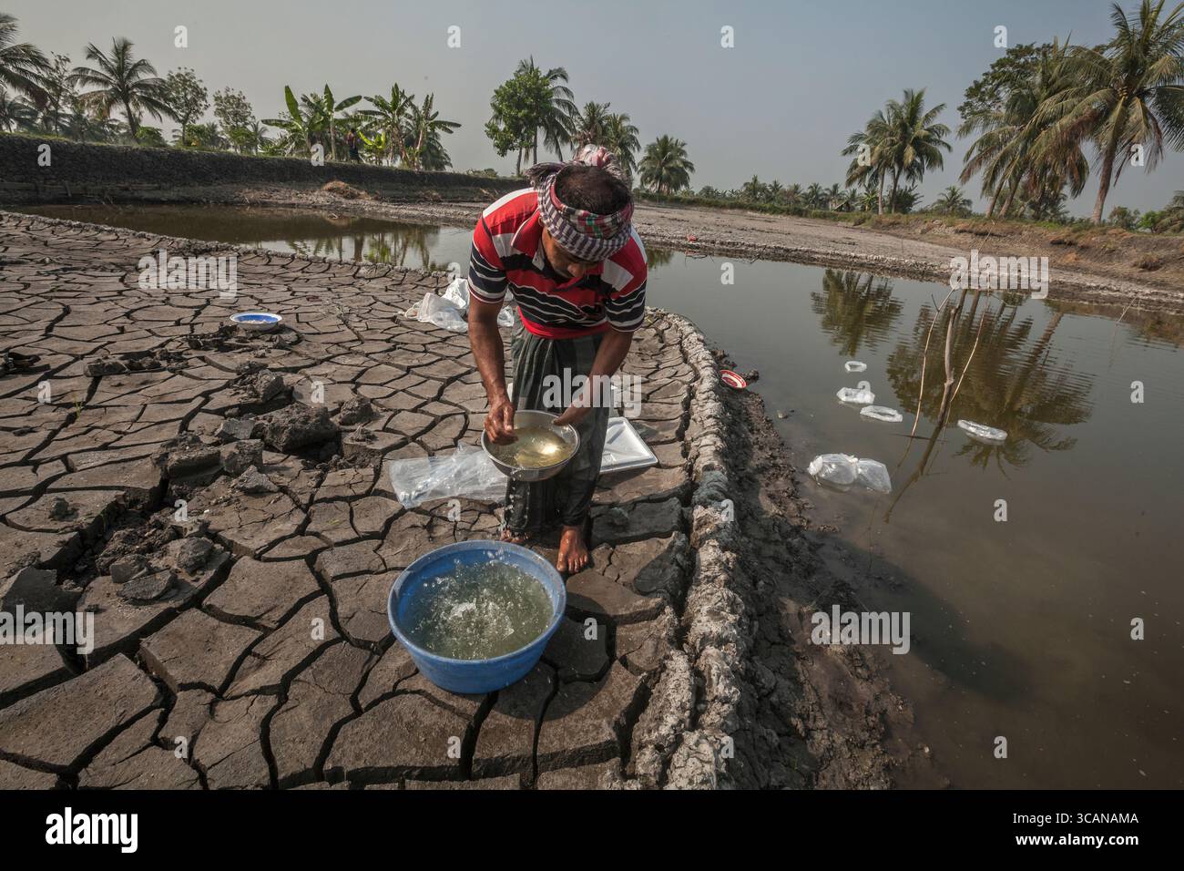 Un marito e una moglie nutrono diligentemente il loro laghetto di gamberi tigre neri, un passo cruciale per il loro sostentamento in acquacoltura. Foto Stock