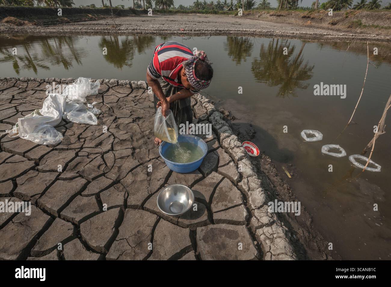Un marito e una moglie nutrono diligentemente il loro laghetto di gamberi tigre neri, un passo cruciale per il loro sostentamento in acquacoltura. Foto Stock
