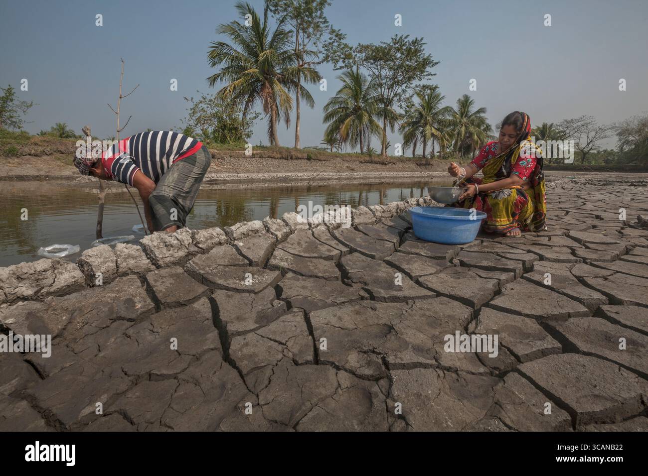 Un marito e una moglie nutrono diligentemente il loro laghetto di gamberi tigre neri, un passo cruciale per il loro sostentamento in acquacoltura. Foto Stock