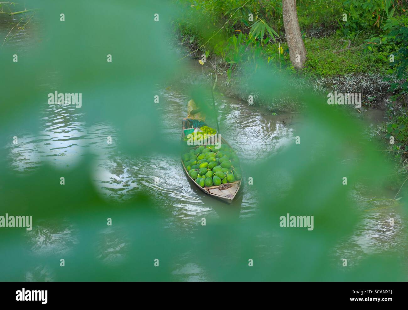 Barishal, Bangladesh - 09 agosto 2018: Vista di una piccola barca carica di frutta verde che scivola serenamente attraverso lo stretto corso d'acqua, incorniciata da un verde fogliame. Foto Stock