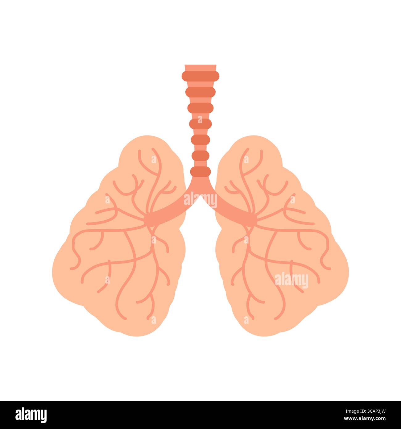polmoni umani sani con bronchi dettagliati. Immagine medica educativa adatta a temi di salute, biologia e sistema respiratorio. Illustrazione Vettoriale