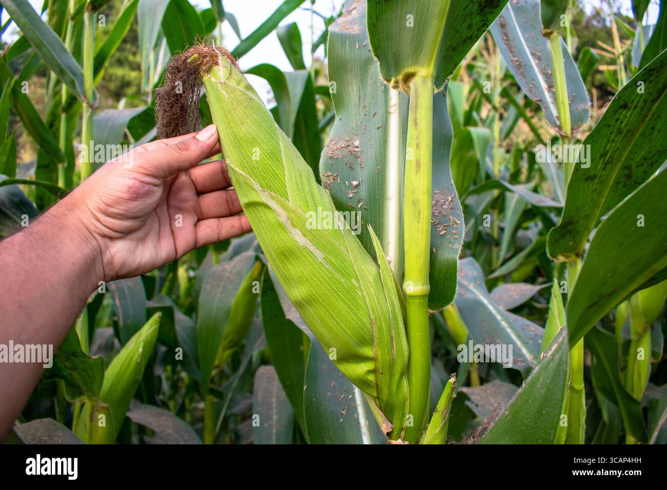 Pannocchie di mais dolce organico, mani dell'agricoltore che ispezionano baccelli di mais nel campo di mais sullo sfondo Foto Stock