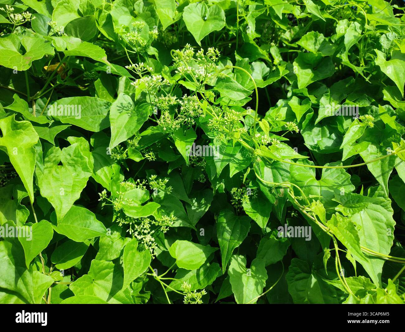 Primo piano di foglie verdi di vite e piccoli boccioli di fiori alla luce naturale del sole, che mostrano una lussureggiante vegetazione tropicale e superfici vegetali in un fitto giardino. - Immagine stock catturata con smartphone