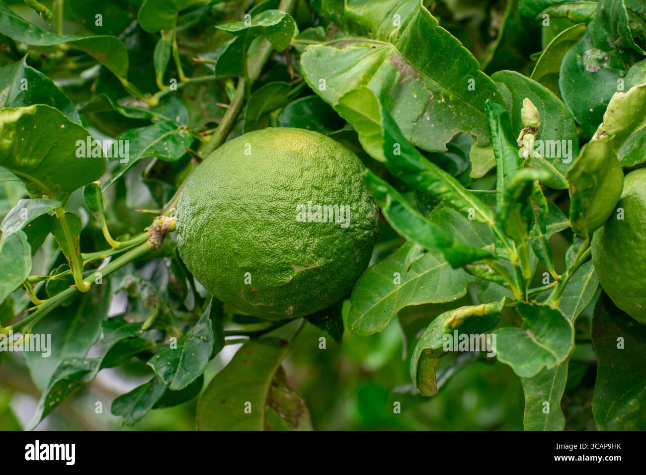 Bergamotto, limes verdi su un albero, agrumi freschi di tiglio ad alto contenuto di vitamina C nell'azienda agricola agricola da giardino con sfondo sfocato verde naturale Foto Stock