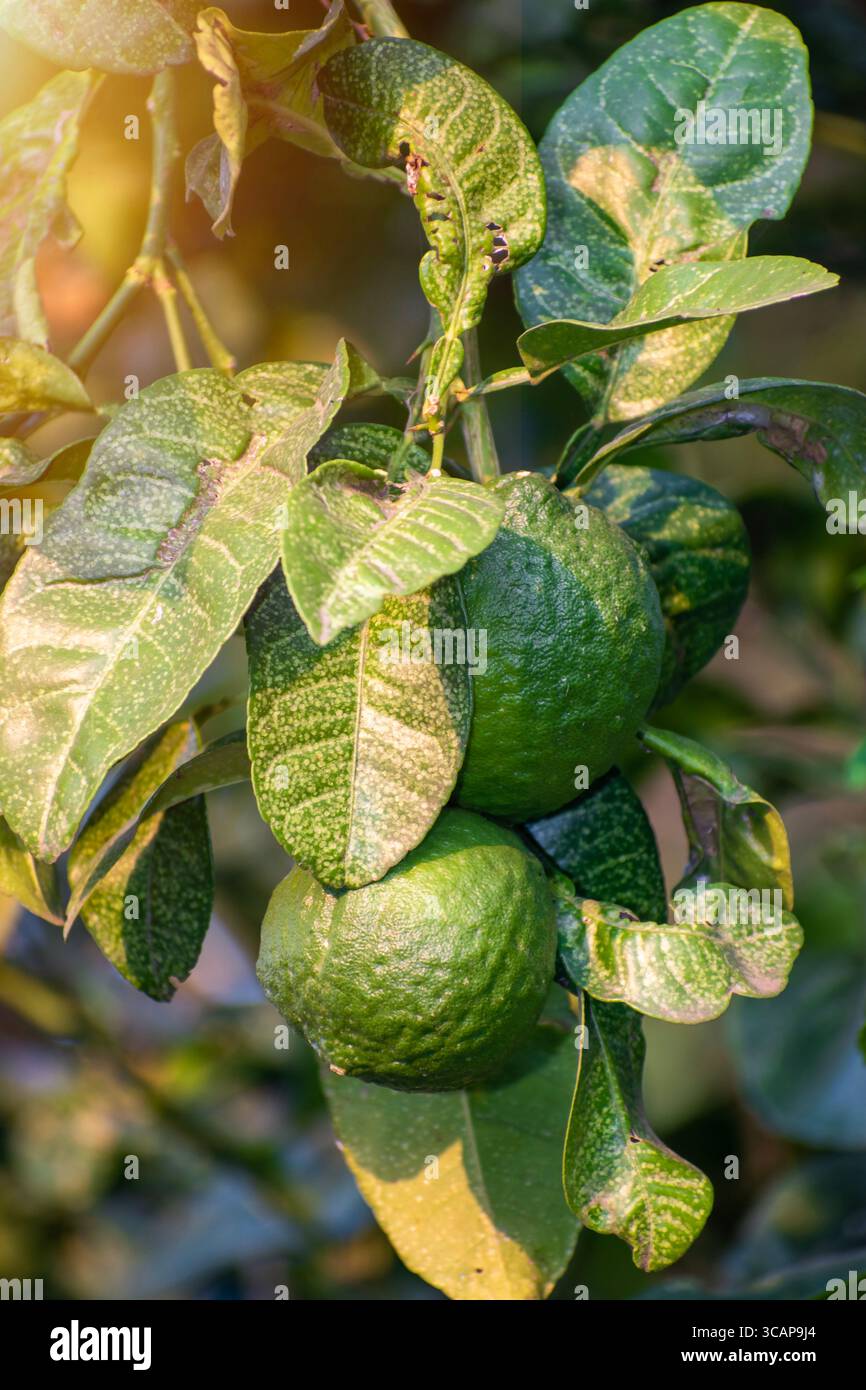 Primo piano di limone dolce/agrumi limetta che crescono sull'albero. Foto Stock