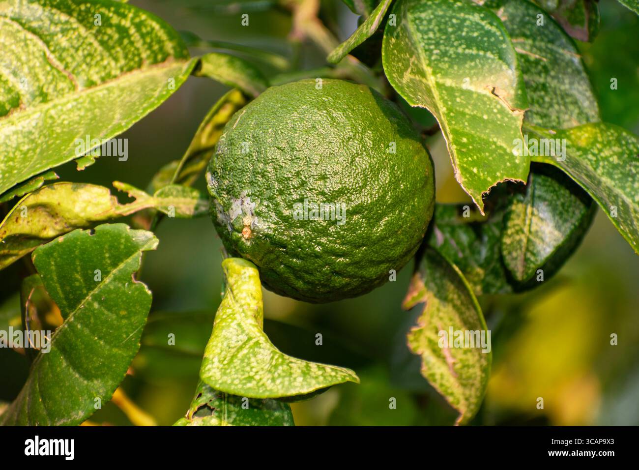 Primo piano di limone dolce/agrumi limetta che crescono sull'albero. Foto Stock